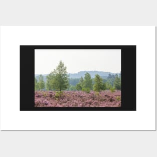 Heathland, morning mist, heather bloom, Niederhaverbeck Posters and Art